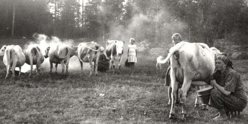 Naiset lypsävät laitumella olevia lehmiä 1930-luvulla.