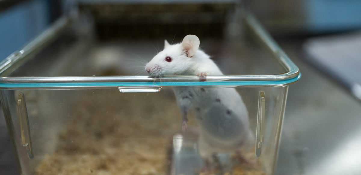Valkoinen hiiri yrittää kiivetä pois eläinkoelaitoksen muovisesta laatikosta.