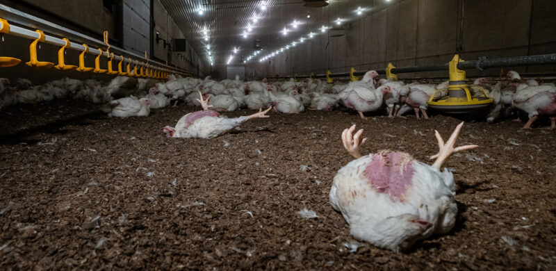 Kaksi kuollutta broileria makaa selällään kasvatushallin lattialla, kauampana seisoo lisää broilereita.