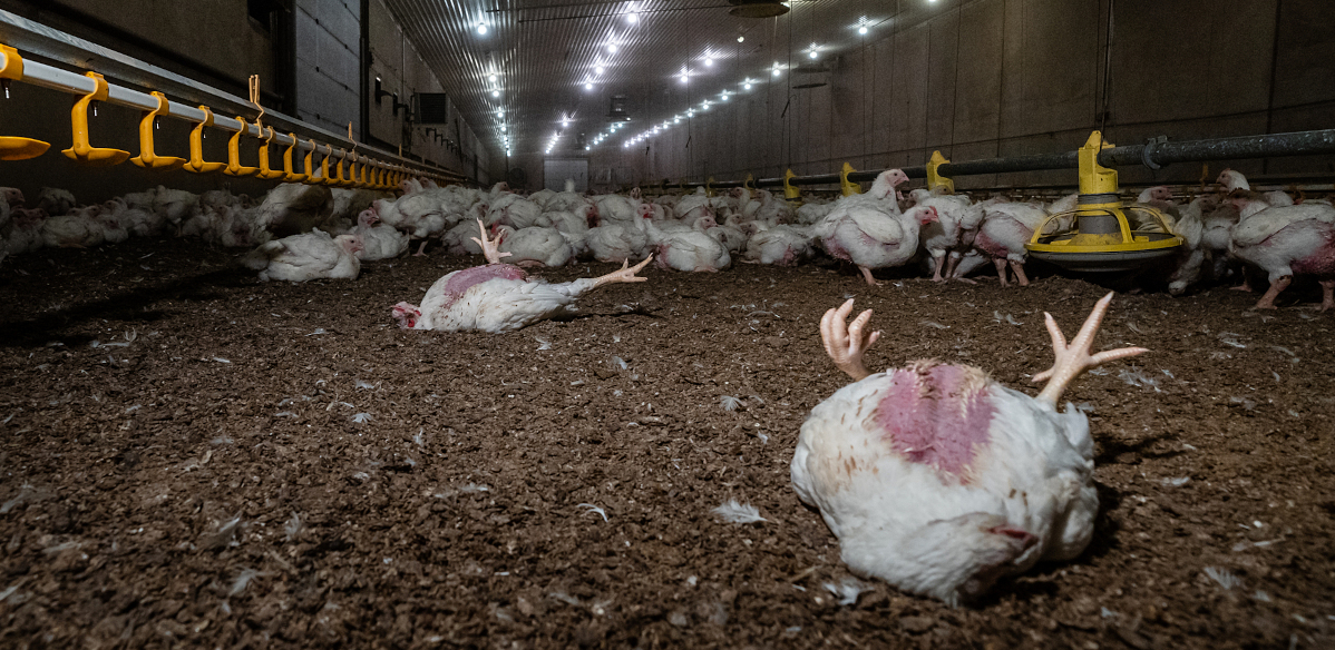 Kaksi kuollutta broileria makaa selällään kasvatushallin lattialla, kauampana seisoo lisää broilereita.