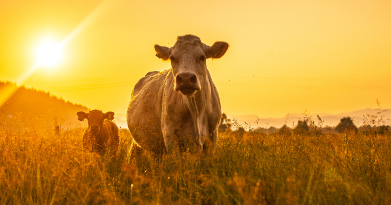 Lehmiä ulkona kultaisessa auringonvalossa.