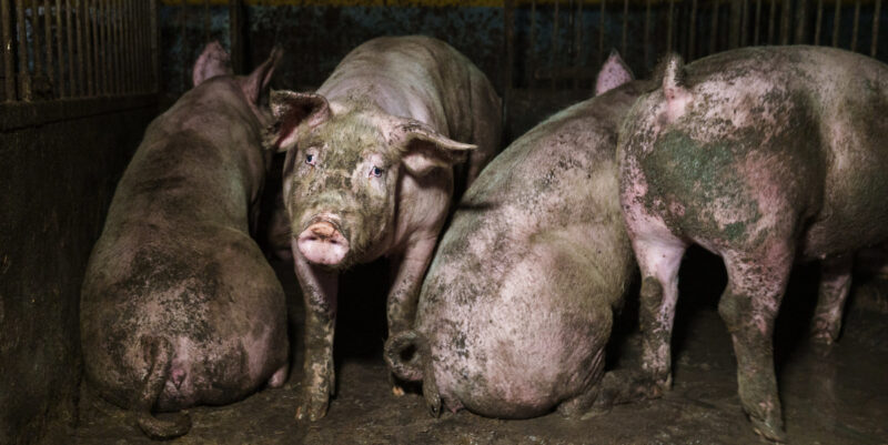 Neljä hyvin likaista sikaa seisoo karsinassa.