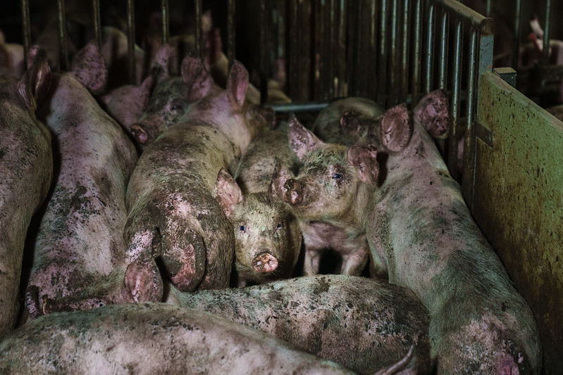 Erittäin likaisia sikoja makaa sikalan ahtaassa karsinassa.