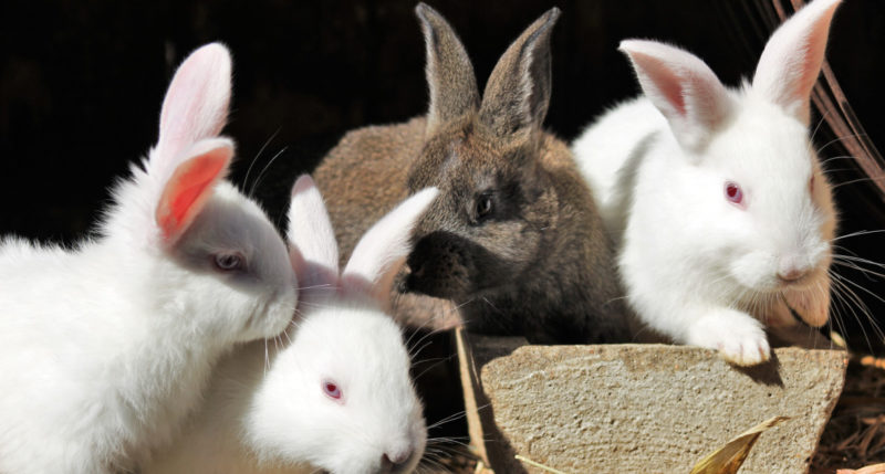 Neljä kanin poikasta istuu ryhmässä