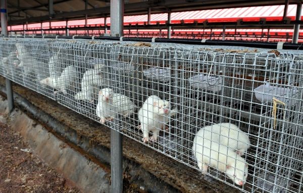 Mink farms in China. 
