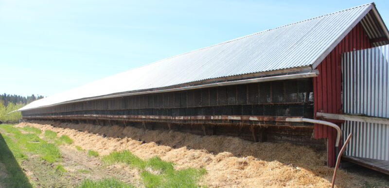 Turkistarhalla sijaitseva varjotalo, jossa kasvatetaan minkkejä.