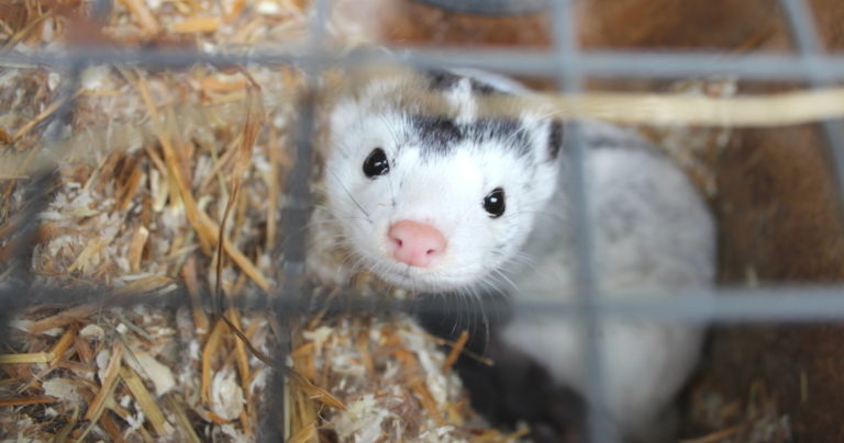Turkistarhan häkissä asuva minkki katsoo verkon läpi.