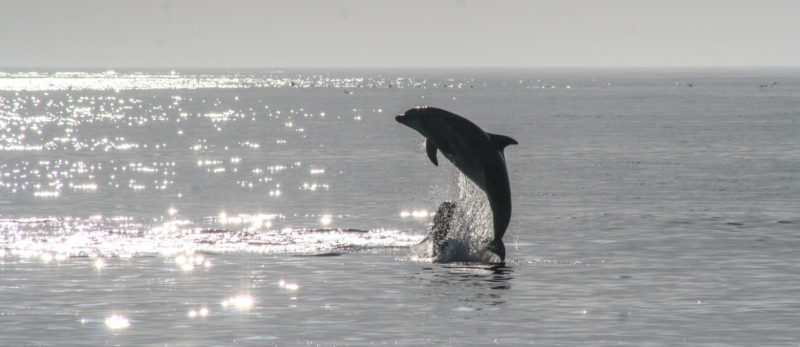 Delfiini hyppää meren pinnan yläpuolelle.
