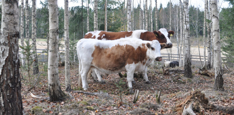 Naudat Nunnu ja Jennifer seisovat metsälaitumella Eläinsuojelukeskus Tuulispäässä.