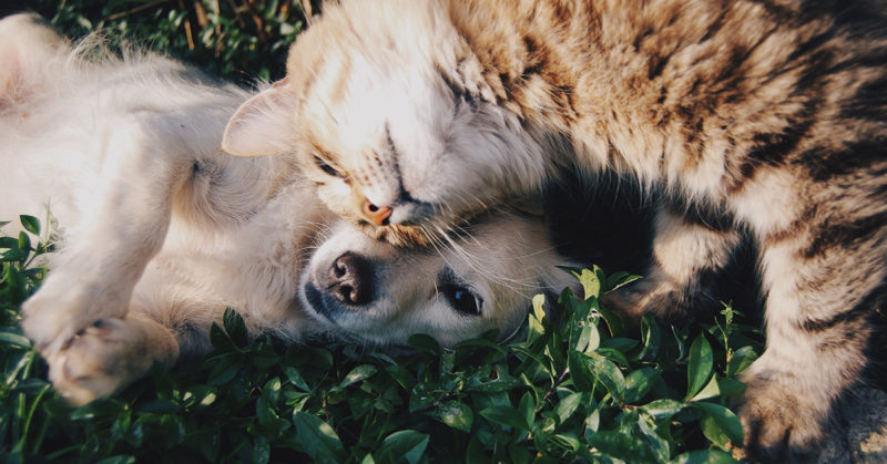 Koira ja kissa kiehnäävät toisiaan vasten ruohikolla.