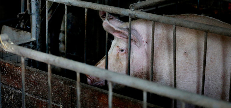 Emakkohäkissä oleva sika katsoo surullisen näköisenä eteensä.