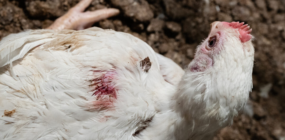 Sairas broileri makaa kasvatushallin lattialla ja sen selässä näkyy verta.