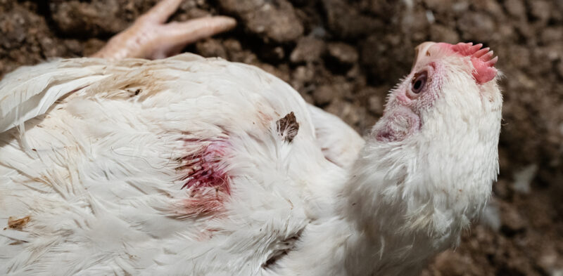 Sairas broileri makaa kasvatushallin lattialla ja sen selässä näkyy verta.