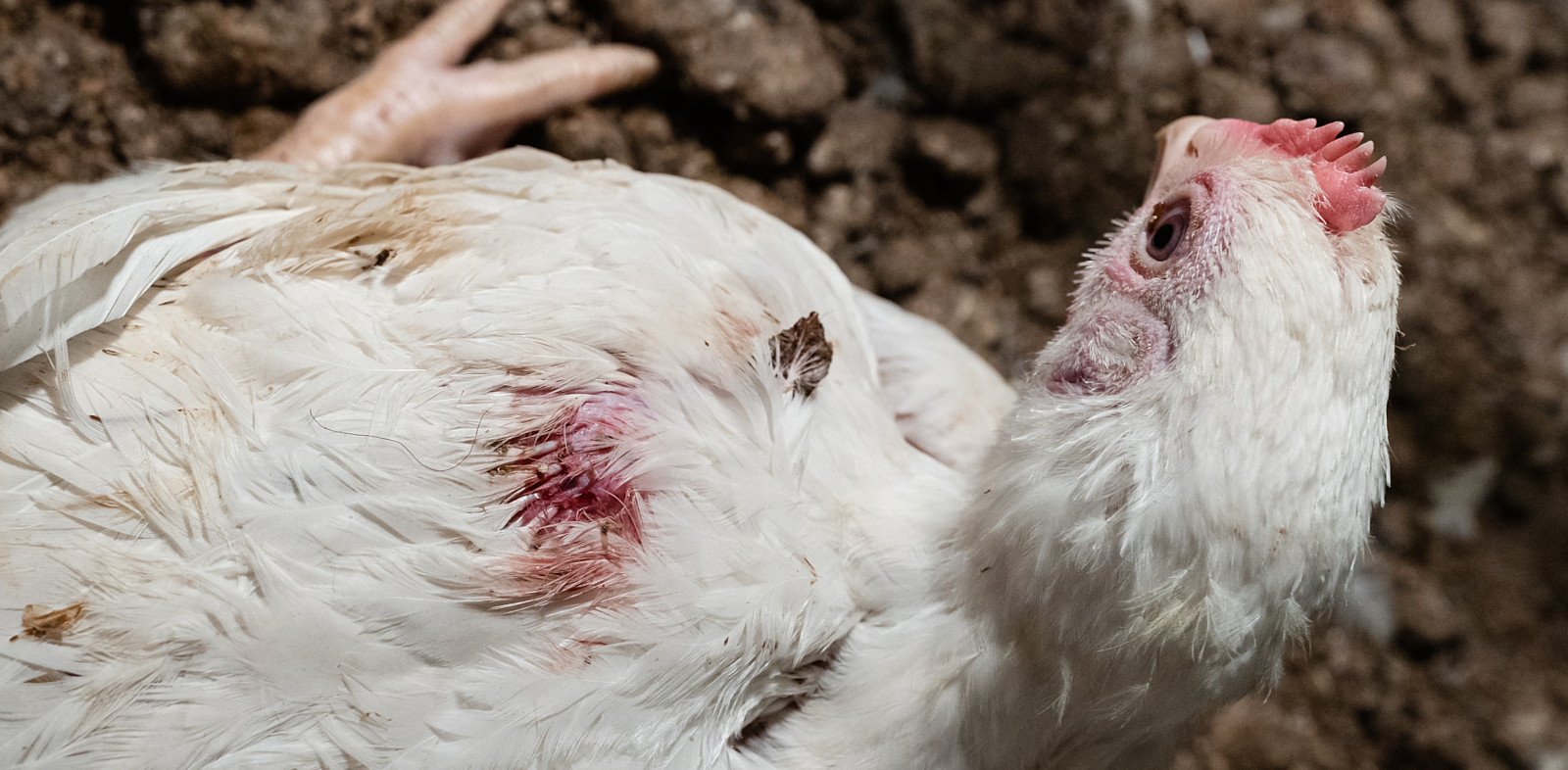 Sairas broileri makaa kasvatushallin lattialla ja sen selässä näkyy verta.