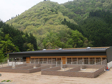 The shelter has also fenced outdoor area for dogs.