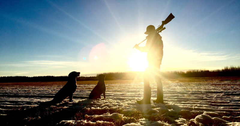 Metsästäjä seisoo pellolla kivääri olallaan kahden koiran kanssa.