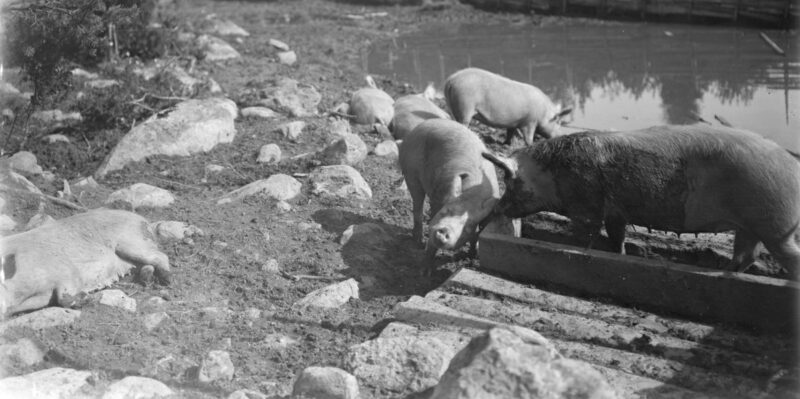 Neljä sikaa ulkoilee suuressa aitauksessa, jossa on vesilammikko vuonna 1907.