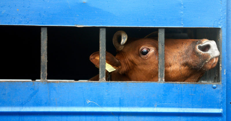 A scared cow looks out of an opening in the side of a transport truck.