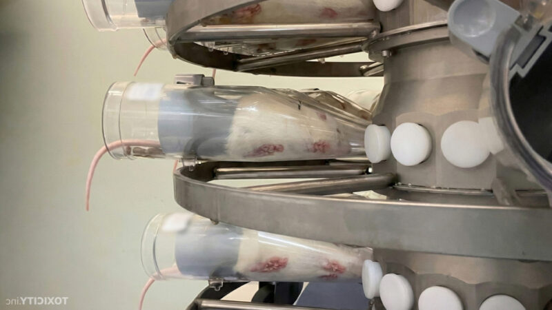 Valkoisia rottia on laitettu läpinäkyviin suppiloihin, joissa ne joutuvat hengittämään haitallista ainetta.