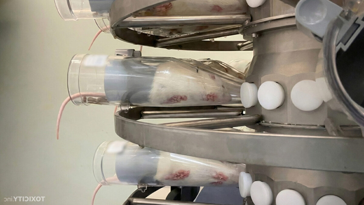 Valkoisia rottia on laitettu läpinäkyviin suppiloihin, joissa ne joutuvat hengittämään haitallista ainetta.