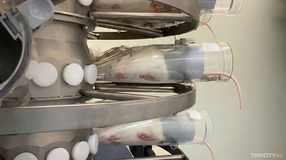 Valkoisia rottia on laitettu läpinäkyviin suppiloihin, joissa ne joutuvat hengittämään haitallista ainetta.