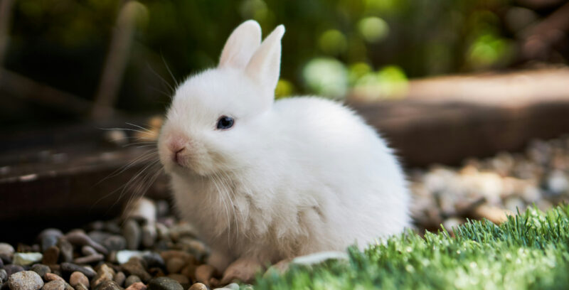 Valkoinen kaninpoikanen istuu nurmikolla.