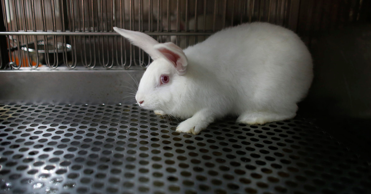 Rise in use of laboratory animals nearly 200 million animals die in