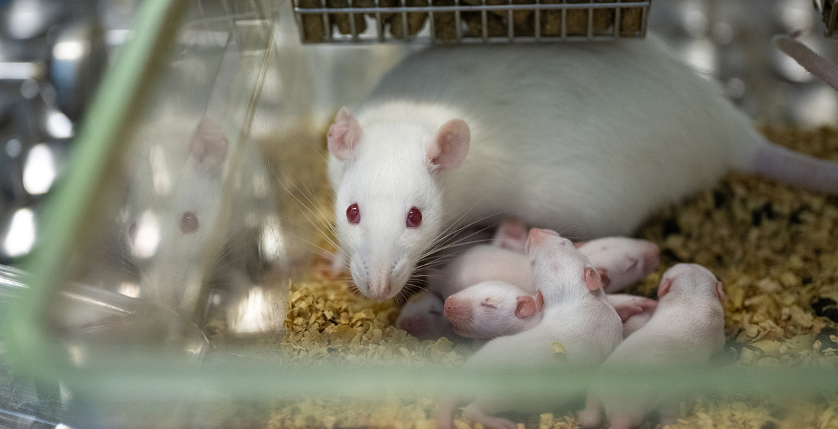 Valkoinen rotta ja sen pienet poikaset makaavat eläinkoelaitoksen pienessä muovilaatikossa.