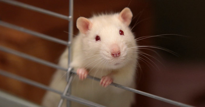 White rat sitting in a cage.